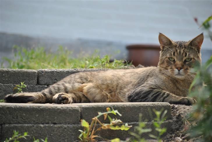 Blanding af racer Hugo Boss billede 3