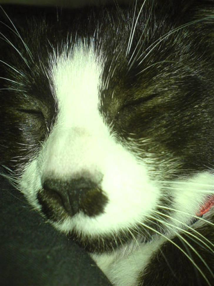 Huskat Ronja billede 6