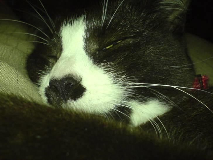 Huskat Ronja billede 7