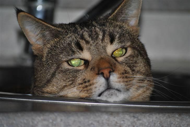 Blanding af racer Hugo Boss - Det var kattens - han er gået i vasken  x´D billede 4