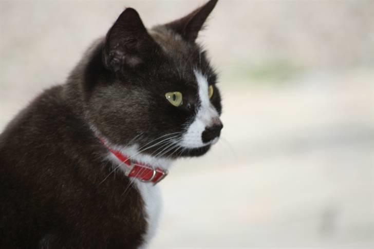 Huskat Ronja billede 8