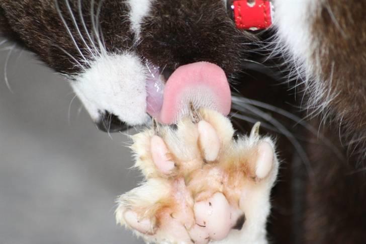 Huskat Ronja billede 9