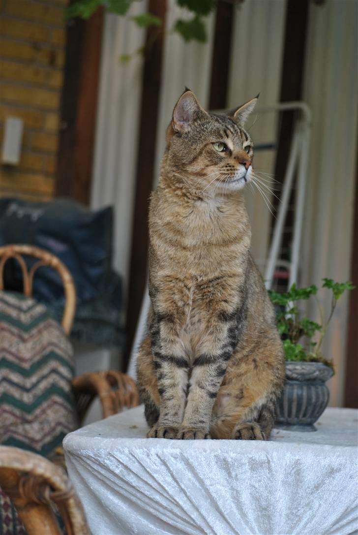 Blanding af racer Hugo Boss billede 5