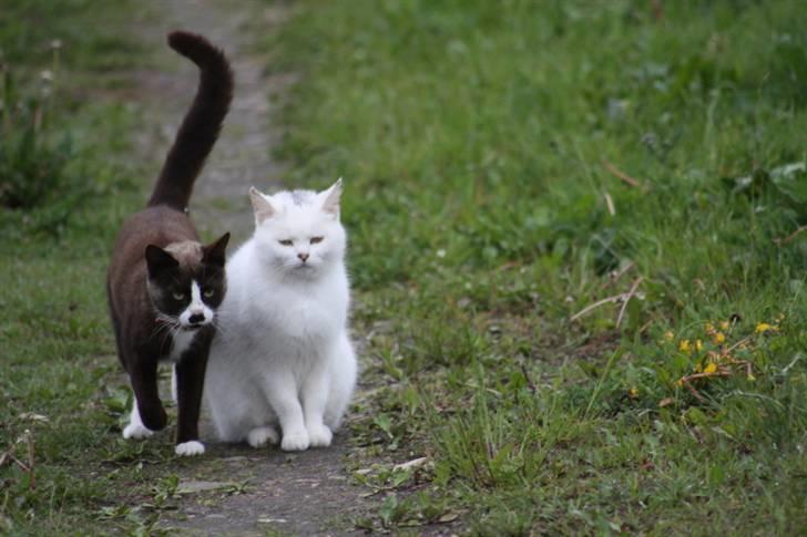 Huskat Ronja billede 10