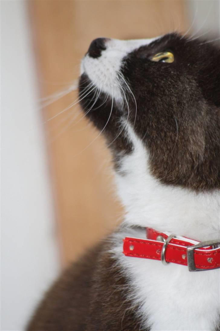 Huskat Ronja billede 11