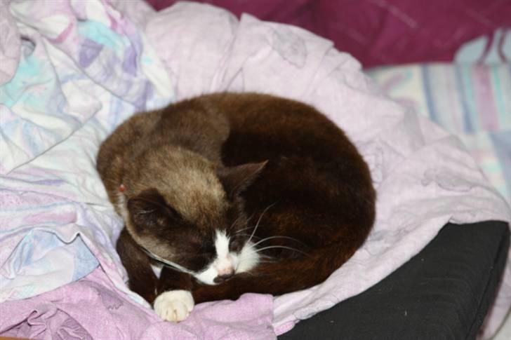 Huskat Ronja billede 12