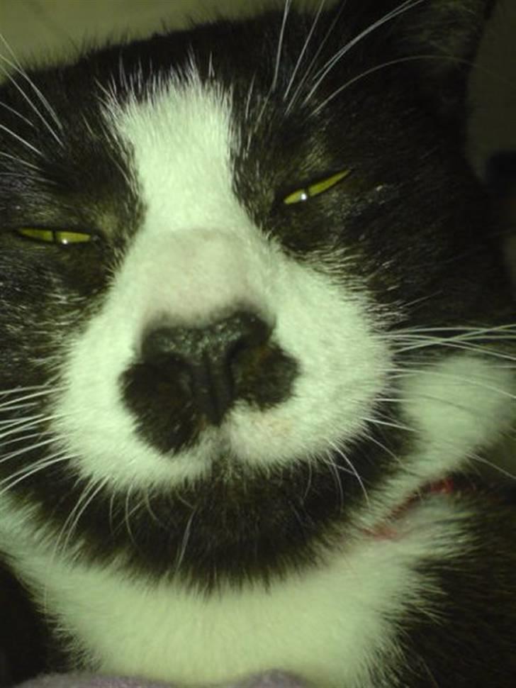 Huskat Ronja billede 13