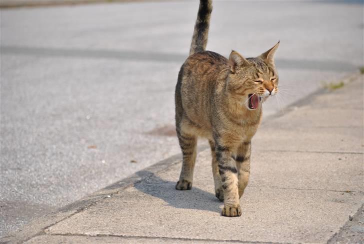 Blanding af racer Hugo Boss - Brøøøl!!! Boss helt alene i verden xD billede 6