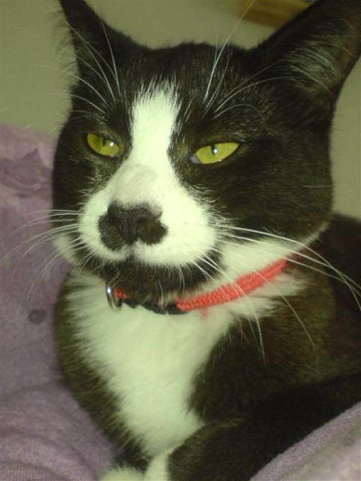 Huskat Ronja billede 14