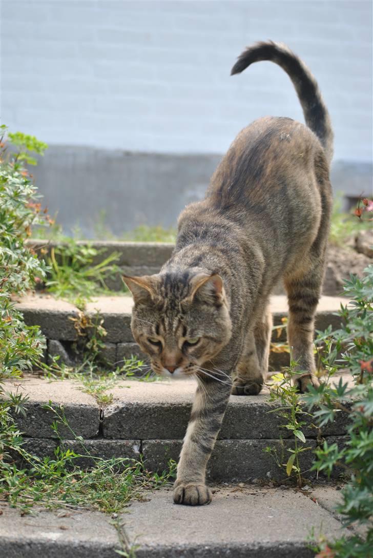 Blanding af racer Hugo Boss billede 7