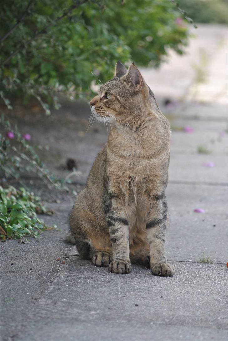 Blanding af racer Hugo Boss billede 8