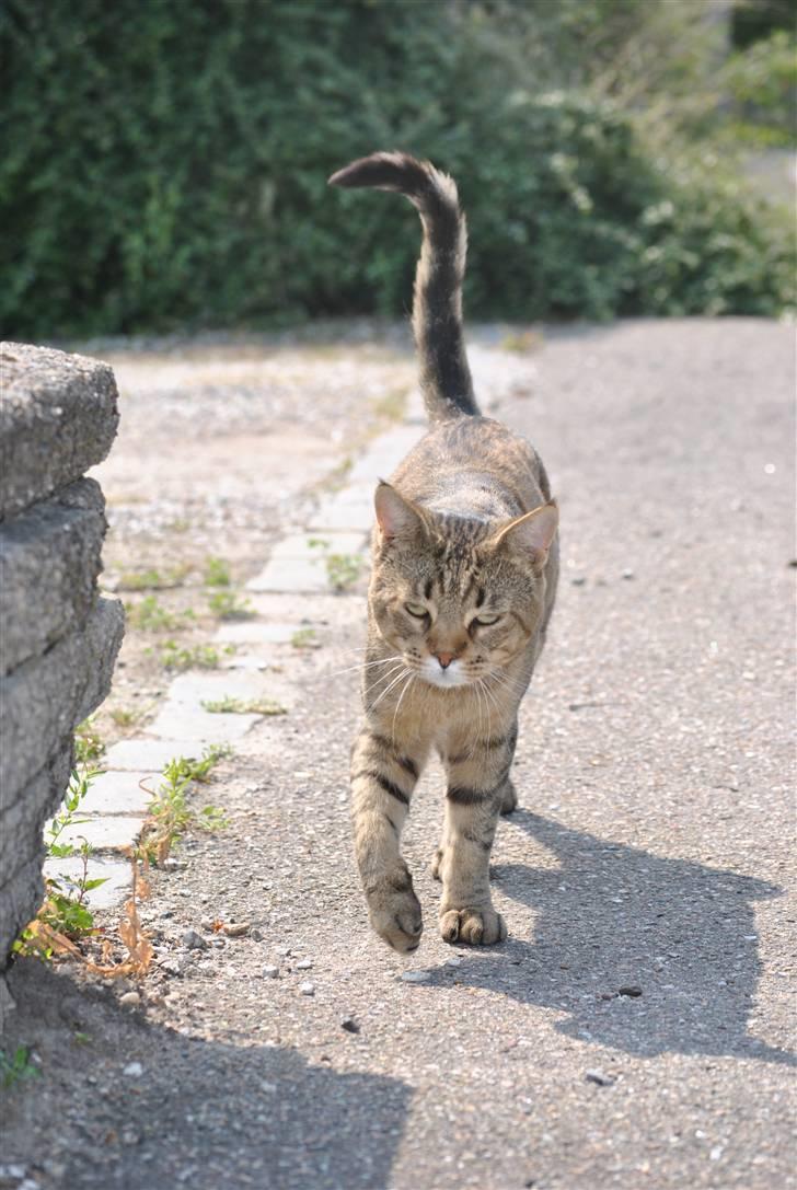 Blanding af racer Hugo Boss - Kommer nu  :D billede 10