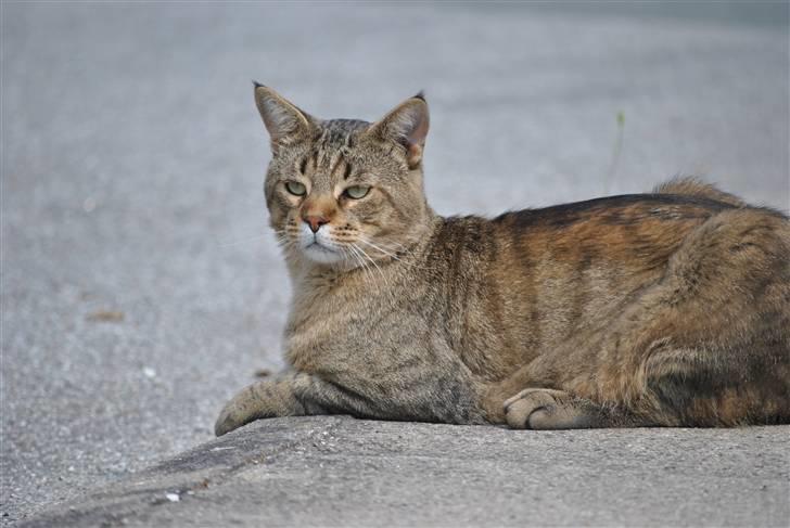 Blanding af racer Hugo Boss - Først kigger vi til venstre, og så til højre.. billede 11