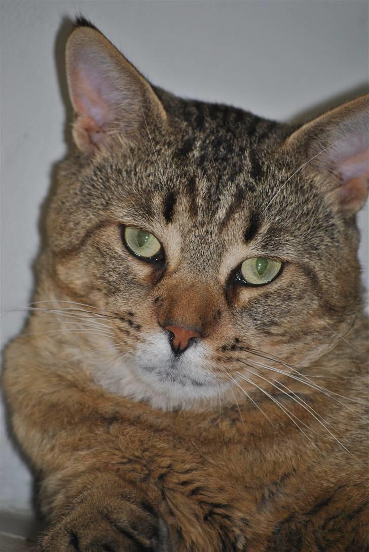 Blanding af racer Hugo Boss - Puma-missen! billede 12