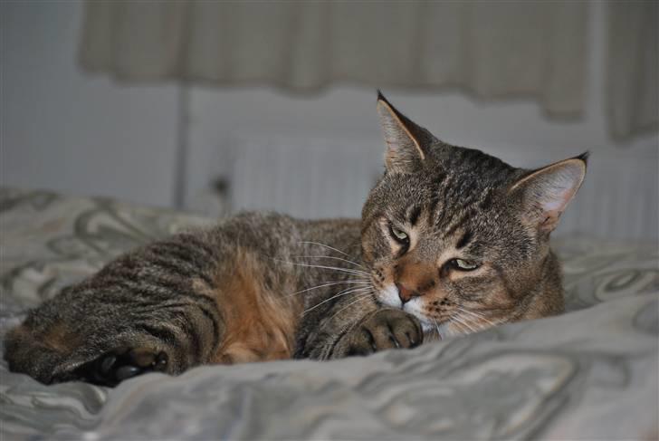 Blanding af racer Hugo Boss - sengetid :) *spinde spinde* billede 13