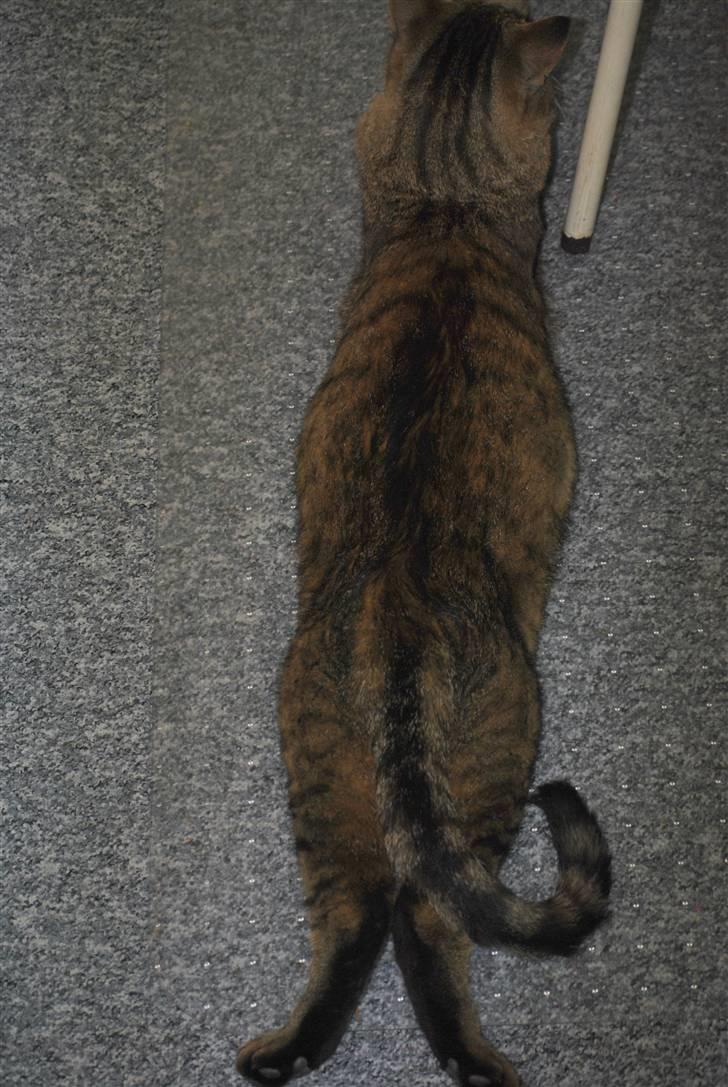 Blanding af racer Hugo Boss - Så køler vi maven af! :D billede 14