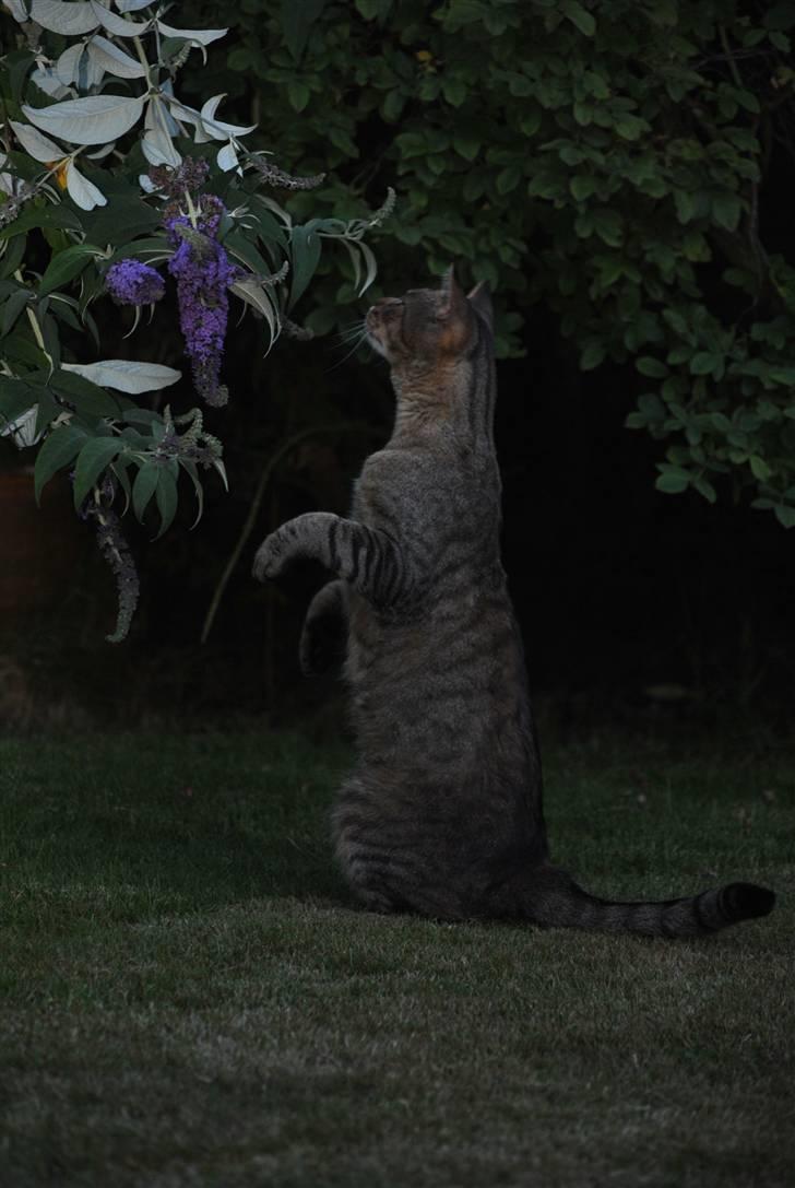 Blanding af racer Hugo Boss - Nøøøøj manner!! En natsværmer :D billede 15