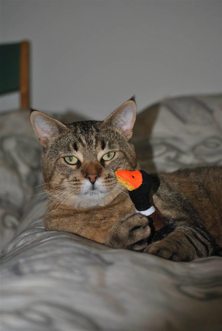 Blanding af racer Hugo Boss - Bosser og hans elskede and :D billede 16