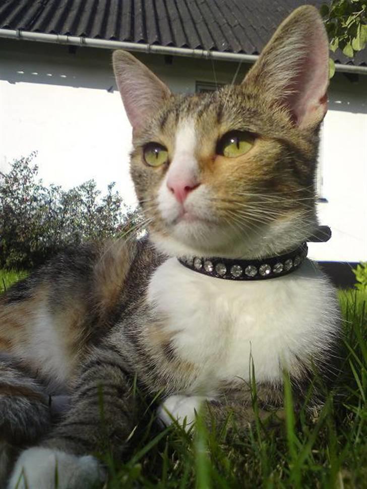 Huskat Stella billede 1