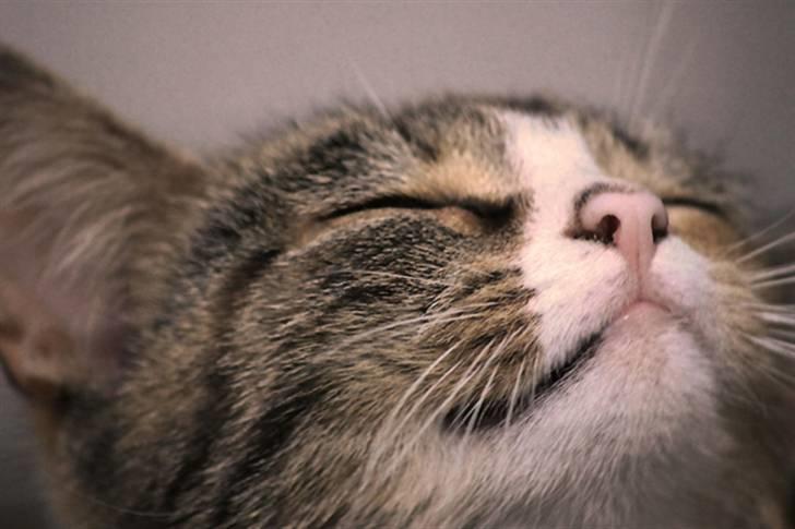 Huskat Stella billede 2