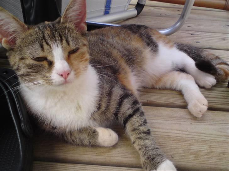 Huskat Stella billede 3