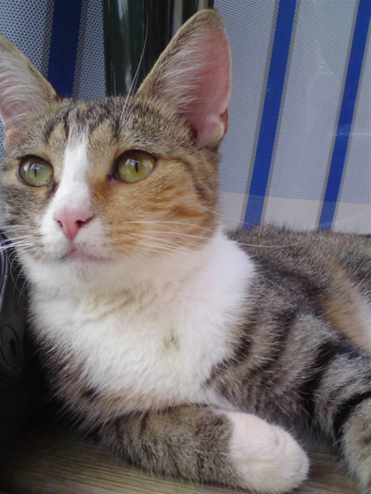 Huskat Stella billede 4