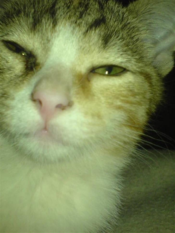 Huskat Stella billede 5