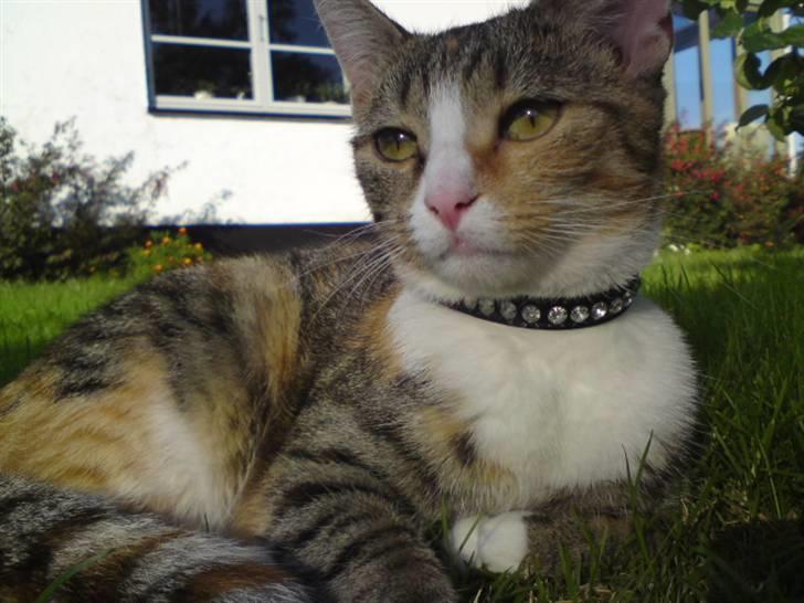 Huskat Stella billede 6