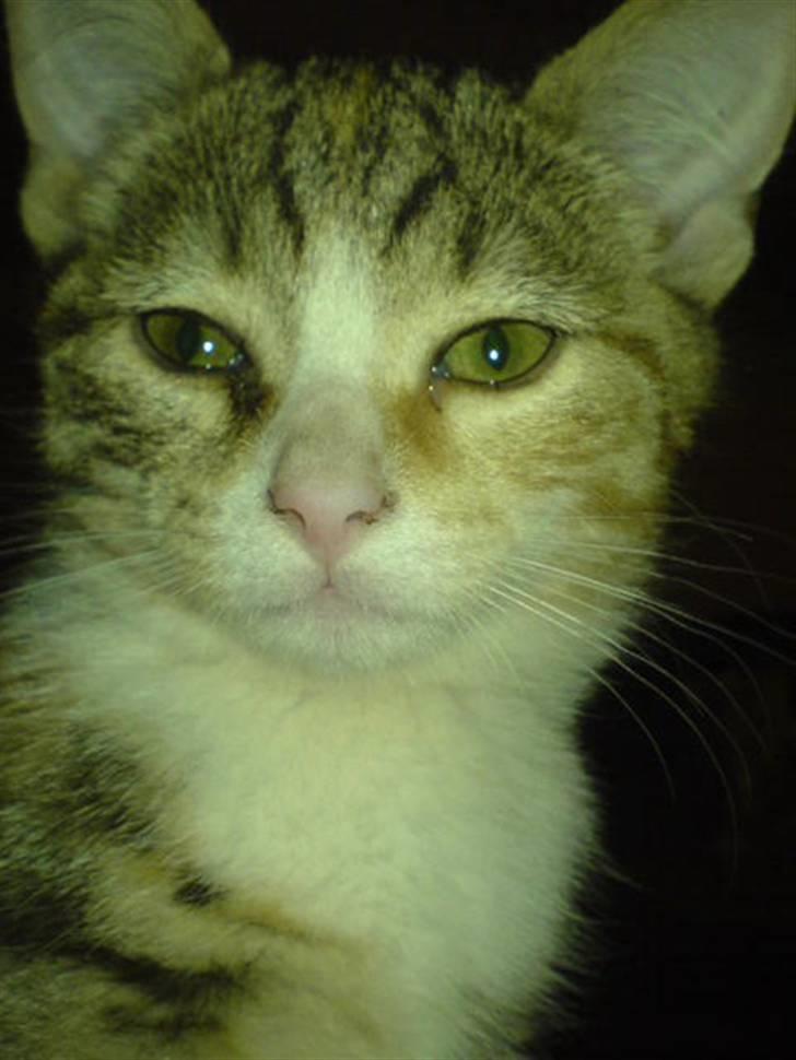 Huskat Stella billede 7