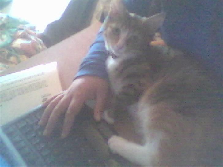 Huskat Stella billede 8