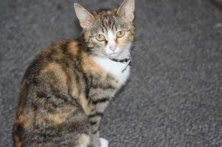 Huskat Stella billede 9