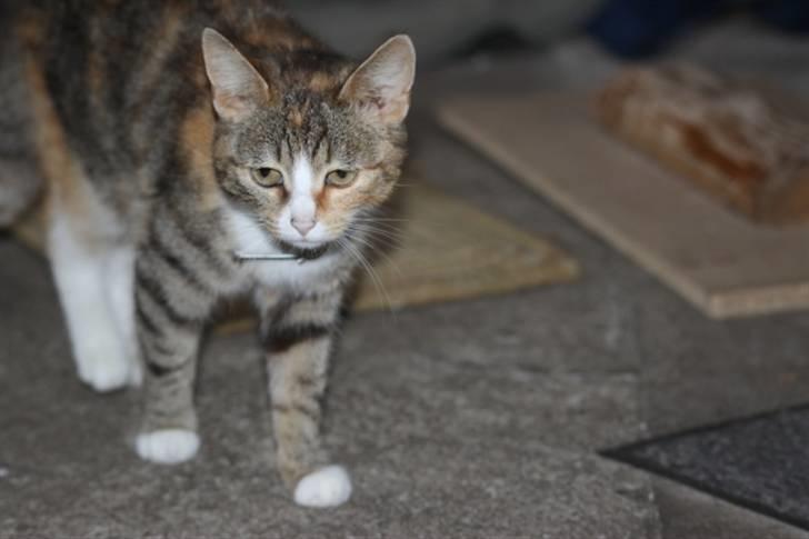 Huskat Stella billede 10