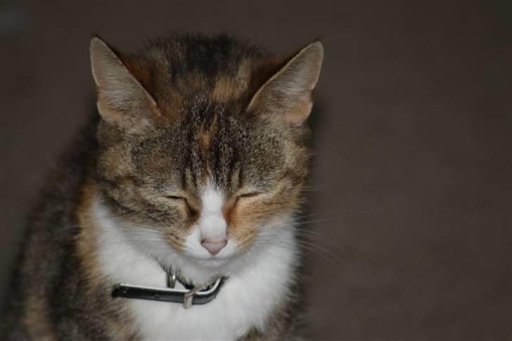 Huskat Stella billede 11