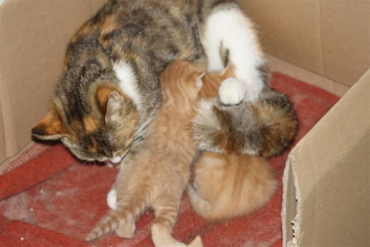 Huskat Stella billede 12