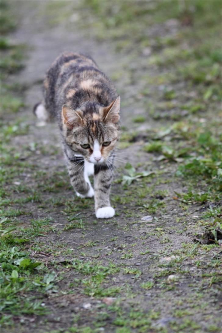 Huskat Stella billede 13