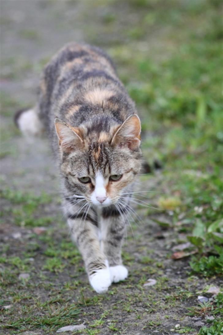 Huskat Stella billede 14