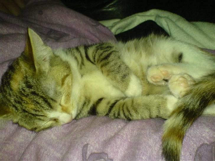 Huskat Stella billede 15