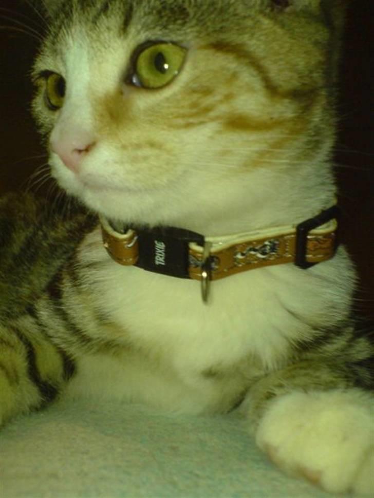 Huskat Stella billede 16