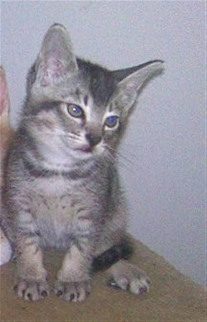 Blanding af racer Tarzan - det første billed af Tarzan billede 1