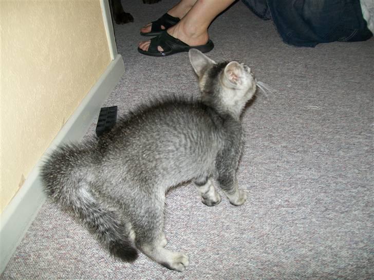 Blanding af racer Tarzan - "jeg kan ikke lide hunde, tag den væk" billede 2