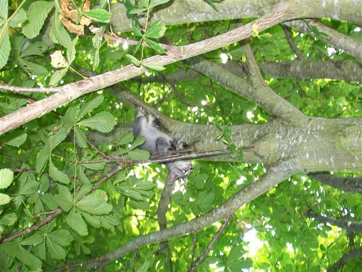 Blanding af racer Tarzan - "et andet træ, det tager jeg også" billede 3