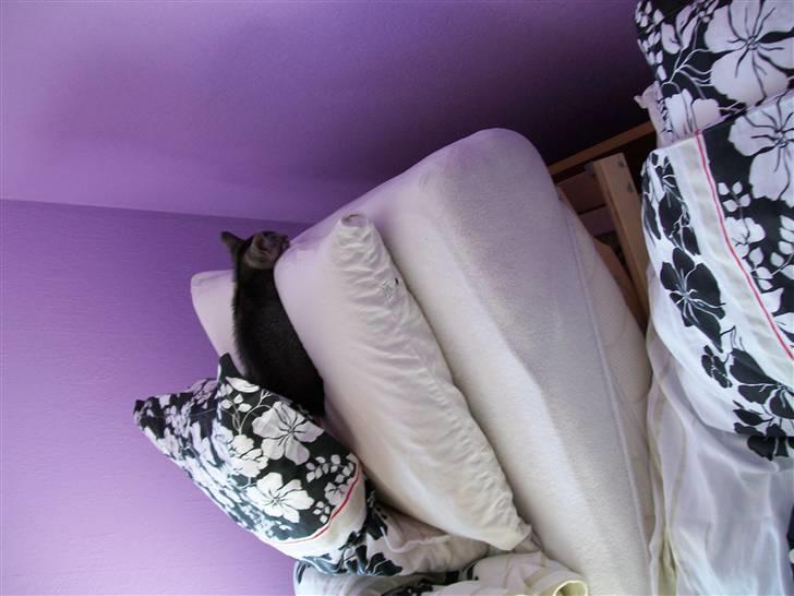 Blanding af racer Tarzan - "nu er jeg altså træt, godt med en hovedpude" billede 4