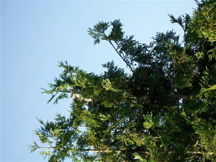 Blanding af racer Tarzan - "sejt, det træ skal jeg op i toppen af... " billede 5