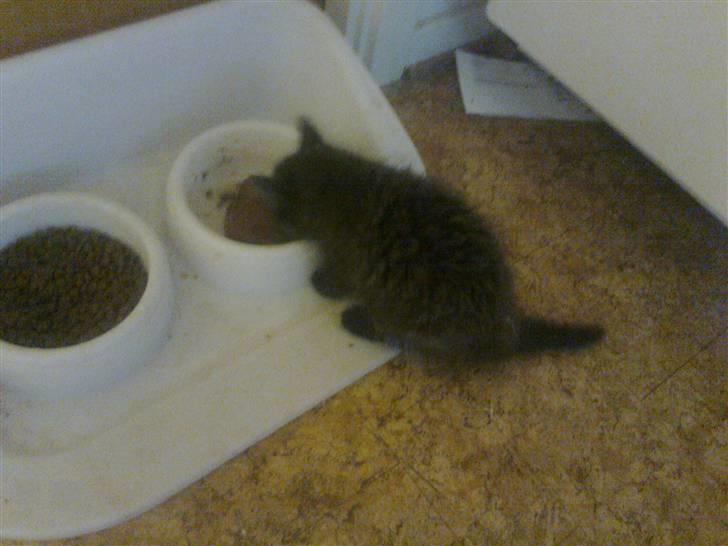 Blanding af racer Savannah - Savannahs første måltid her hos os billede 1