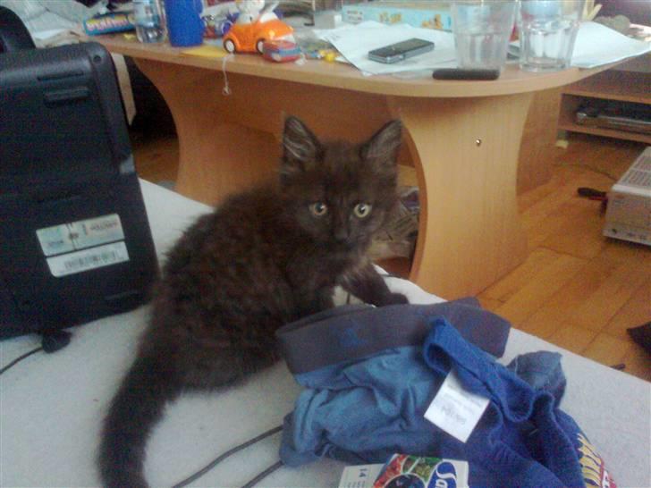 Blanding af racer Savannah - En lille bandit billede 2