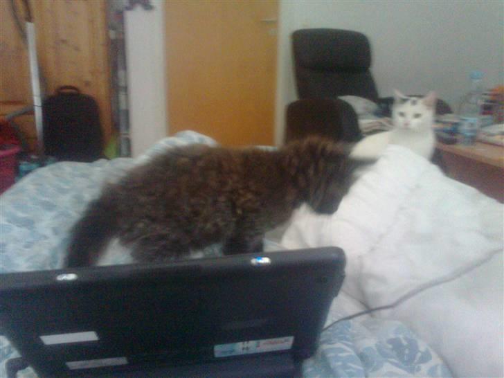 Blanding af racer Savannah - Savannah har nedlagt computeren billede 3