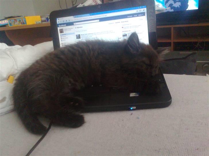 Blanding af racer Savannah - Savannas yndlingsbeskæftigelse, at sove på min computer billede 4