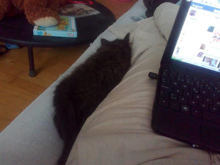 Blanding af racer Savannah - Hun faldt i søvn da hun ville jagte en flue billede 5