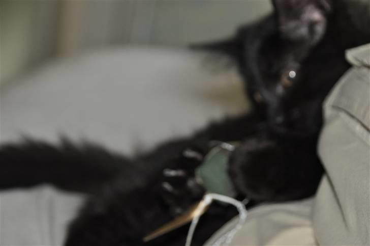 Maine Coon Kratos billede 2