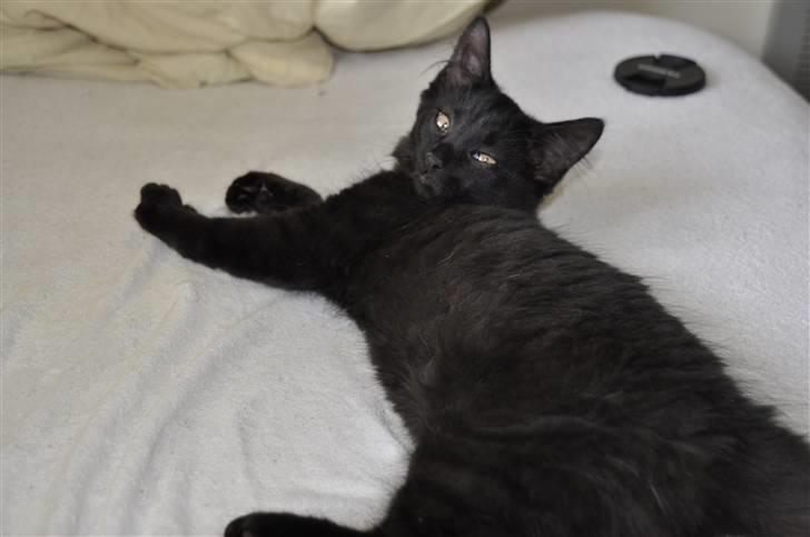 Maine Coon Kratos - Lige en halv time mere? Please? billede 3
